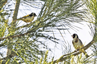 Carduelis carduelis